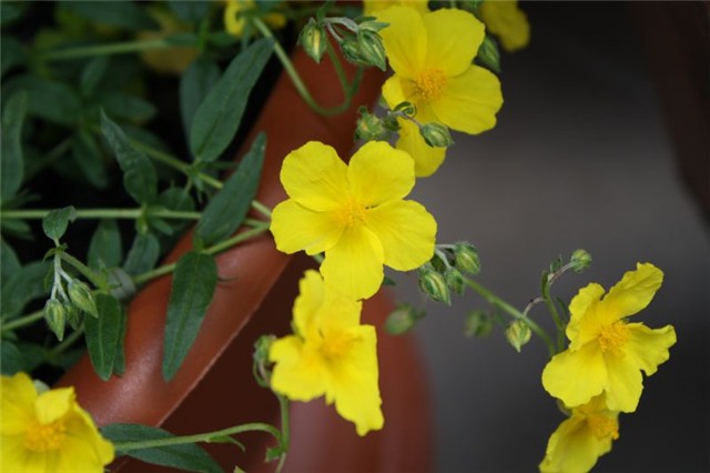 HELIANTHEMUM NUMMULARIUM(sunčanica)